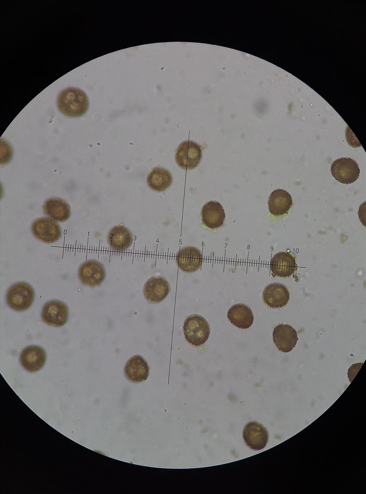 Tortula protobryoides (door Rens van der Knoop)