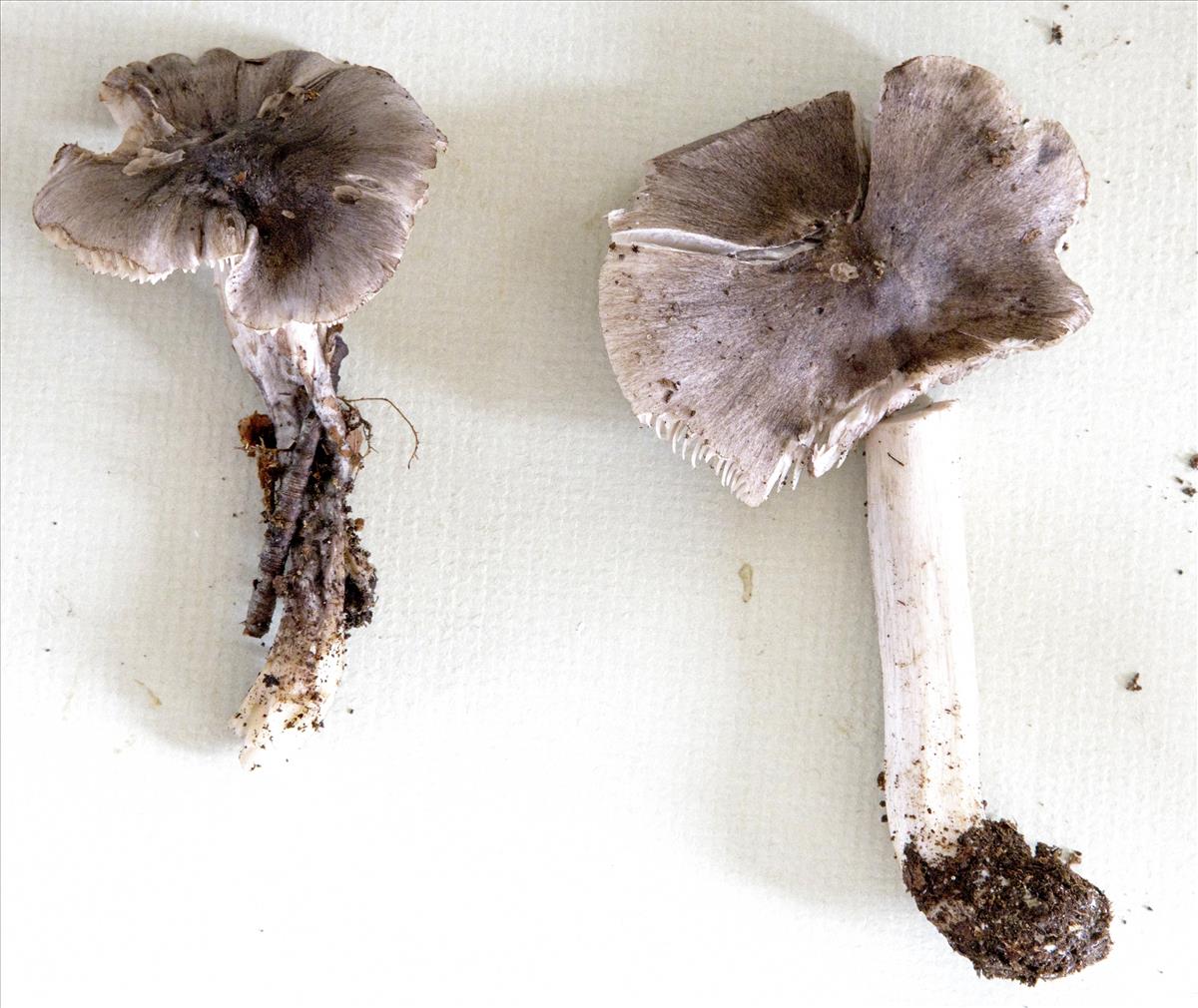 Tricholoma sciodes (door Menno Boomsluiter)