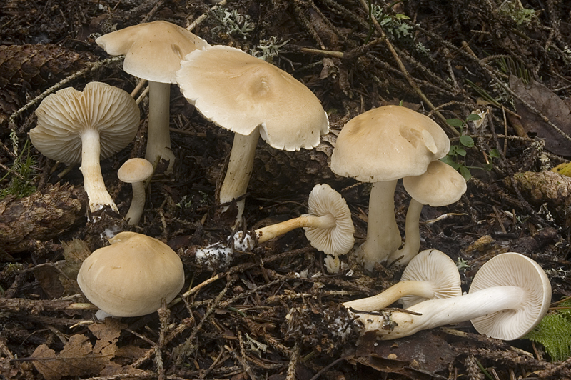 Tricholoma inamoenum (door Nico Dam)