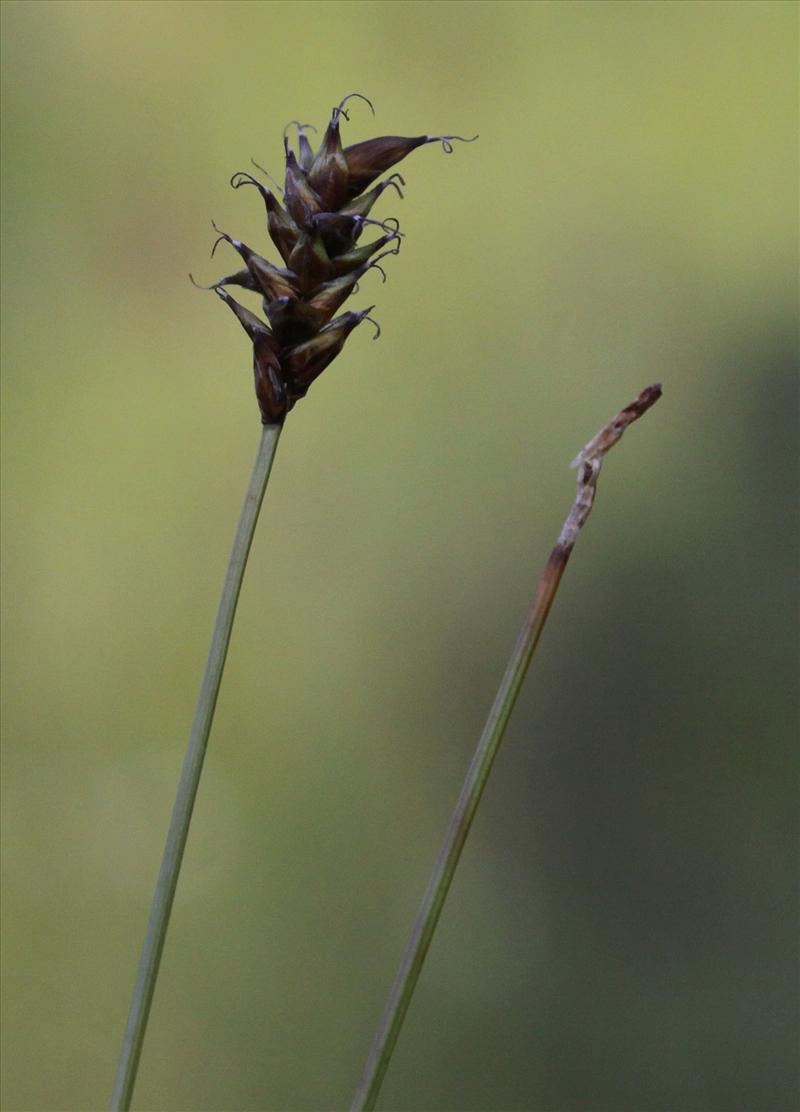 Carex dioica (door Peter Meininger)