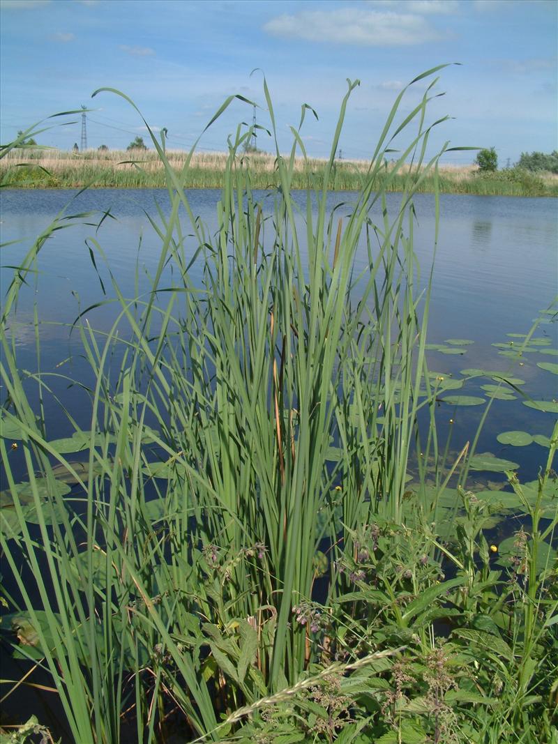 Typha angustifolia (door Adrie van Heerden)