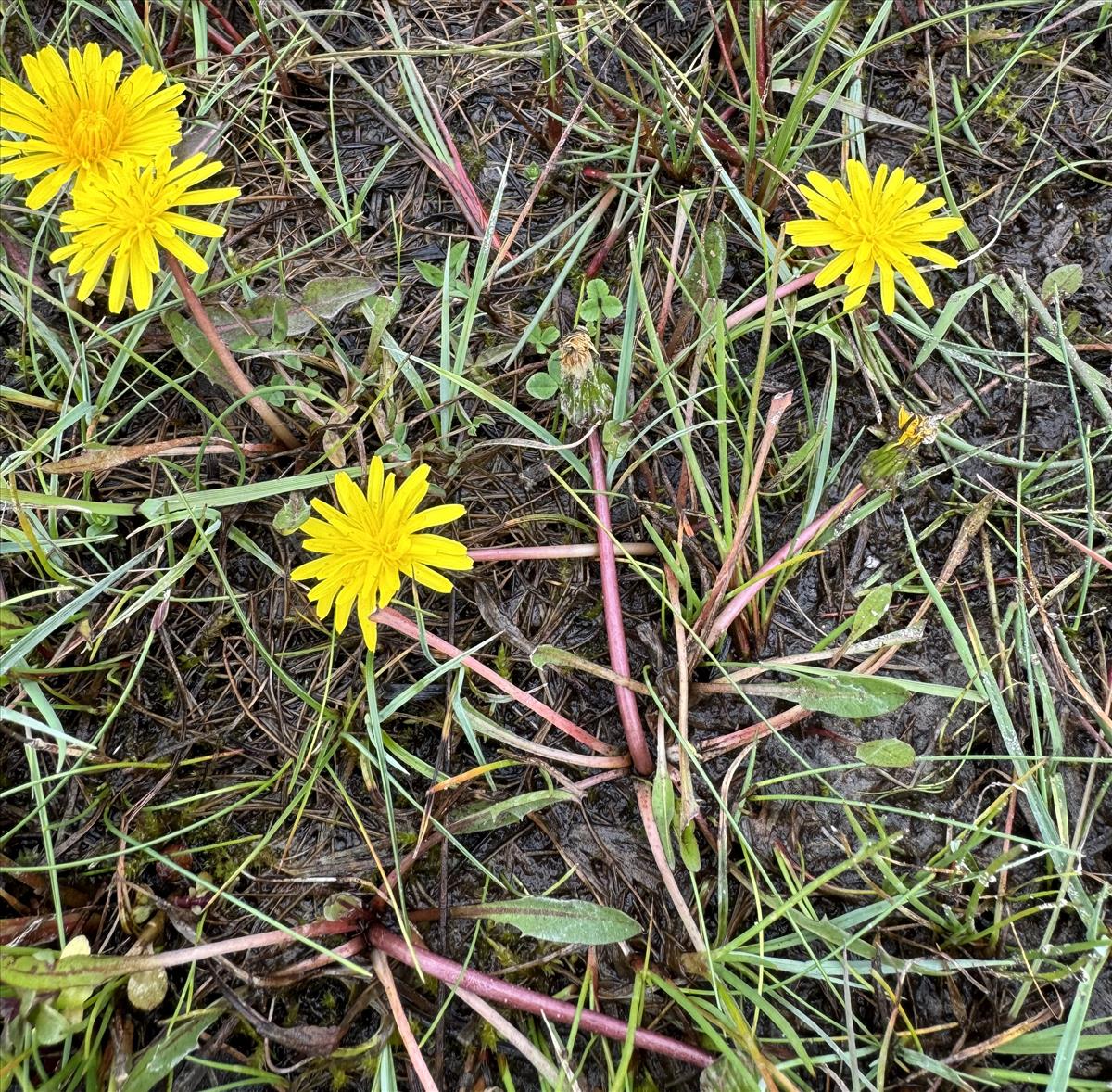 Taraxacum palustre s.s. (door Jelle J. Hofstra)