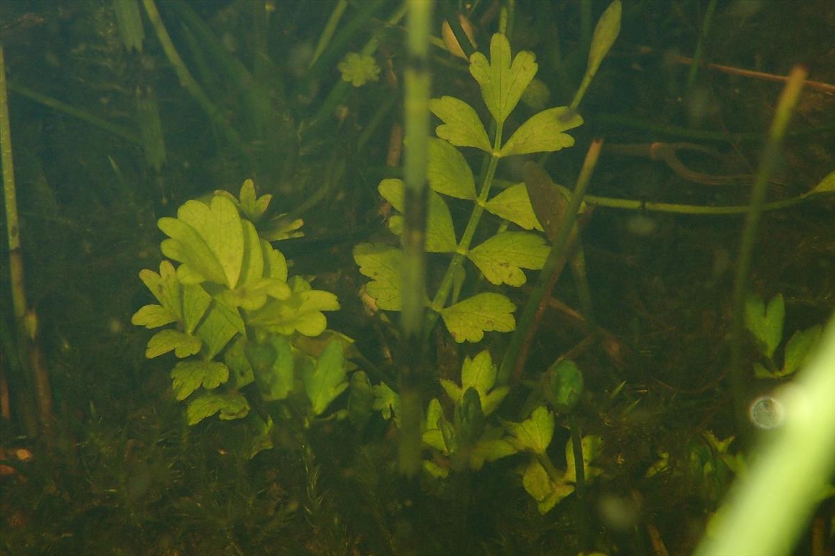 Helosciadium repens (door Stef van Walsum)