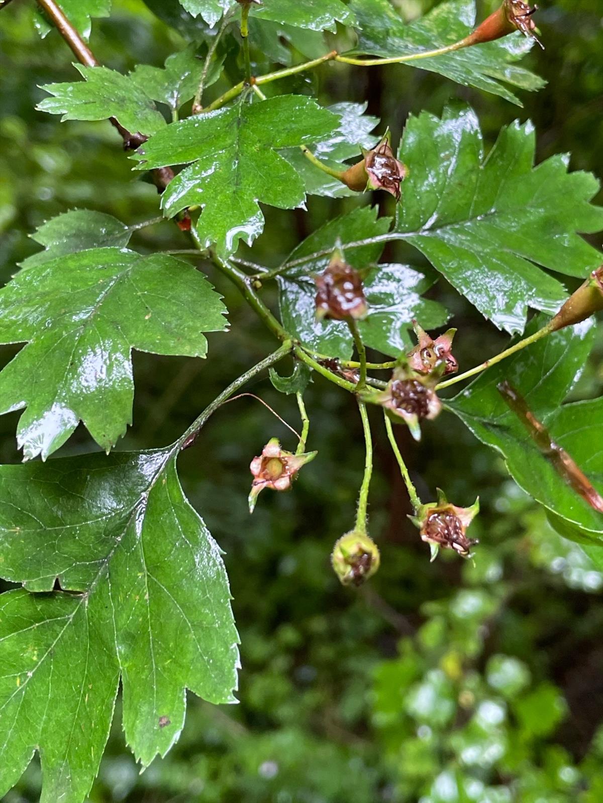 Crataegus x macrocarpa (door Carleen de Graaf)