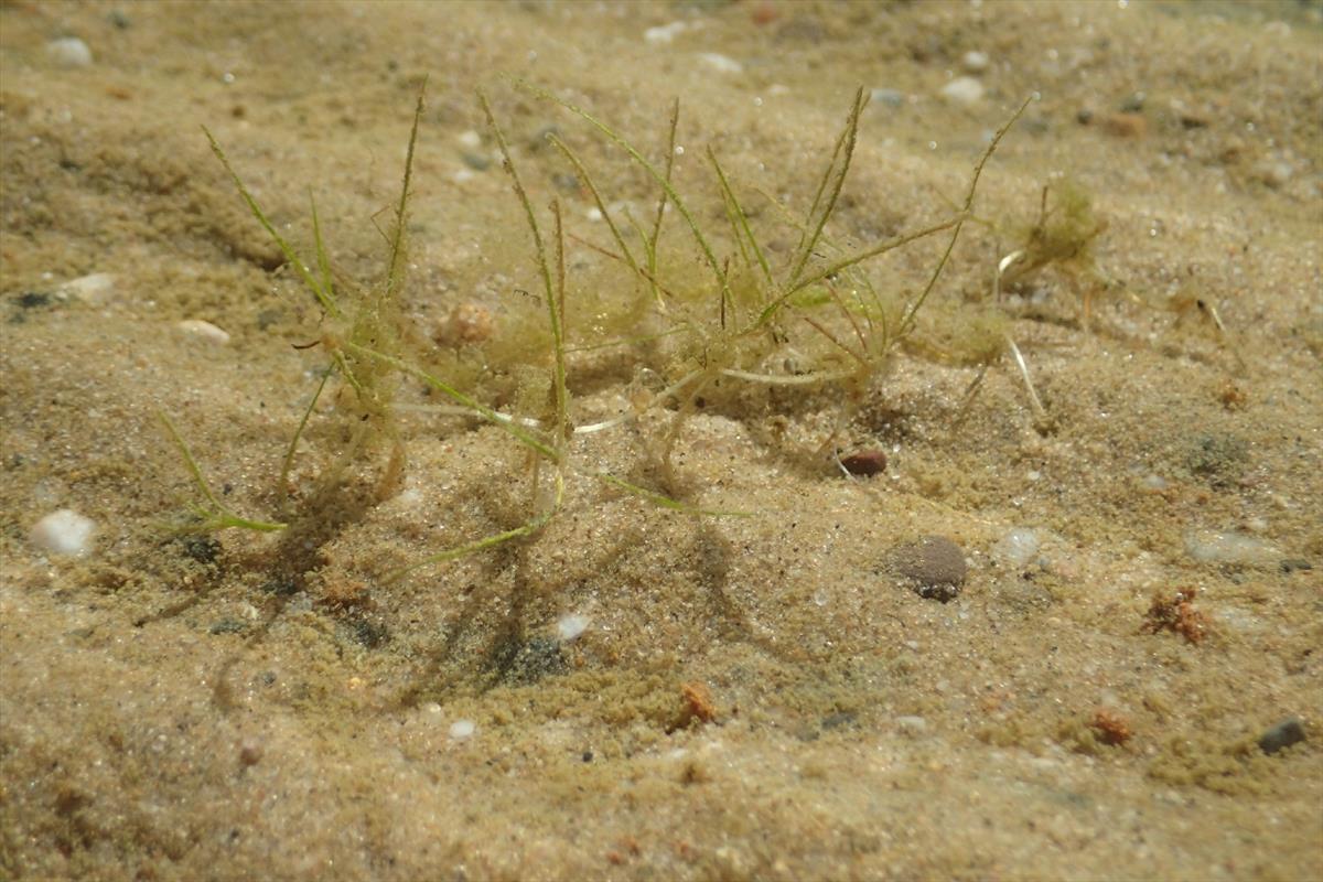 Zannichellia palustris subsp. palustris (door Stef van Walsum)