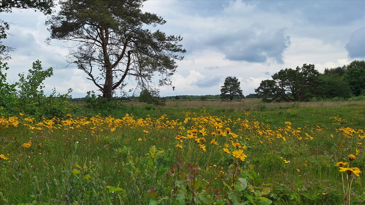 Arnica montana (door Peter Meininger)