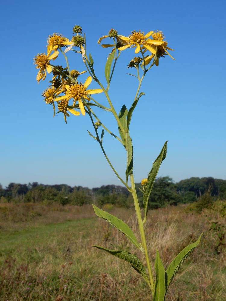 Verbesina alternifolia (door Saxifraga|Ed Stikvoort)