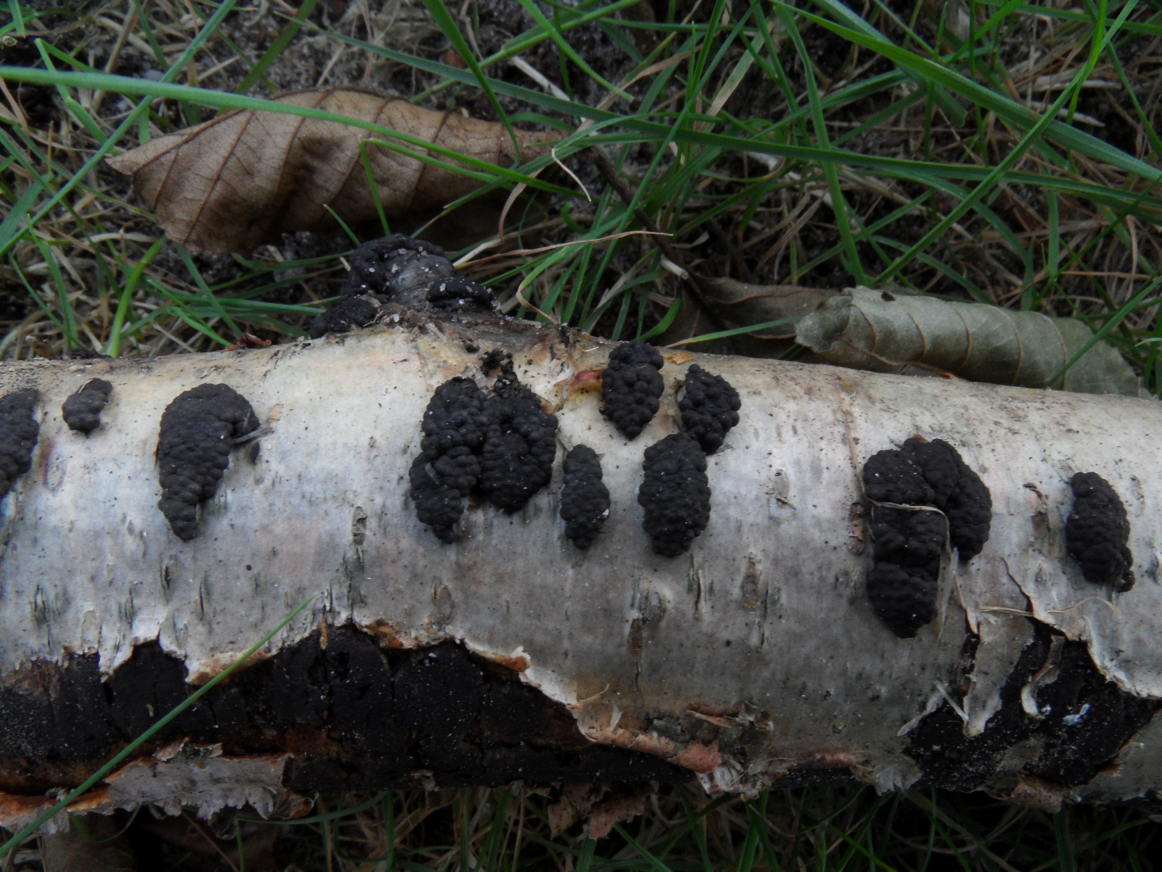 Annulohypoxylon multiforme (door Loes van Gorp)