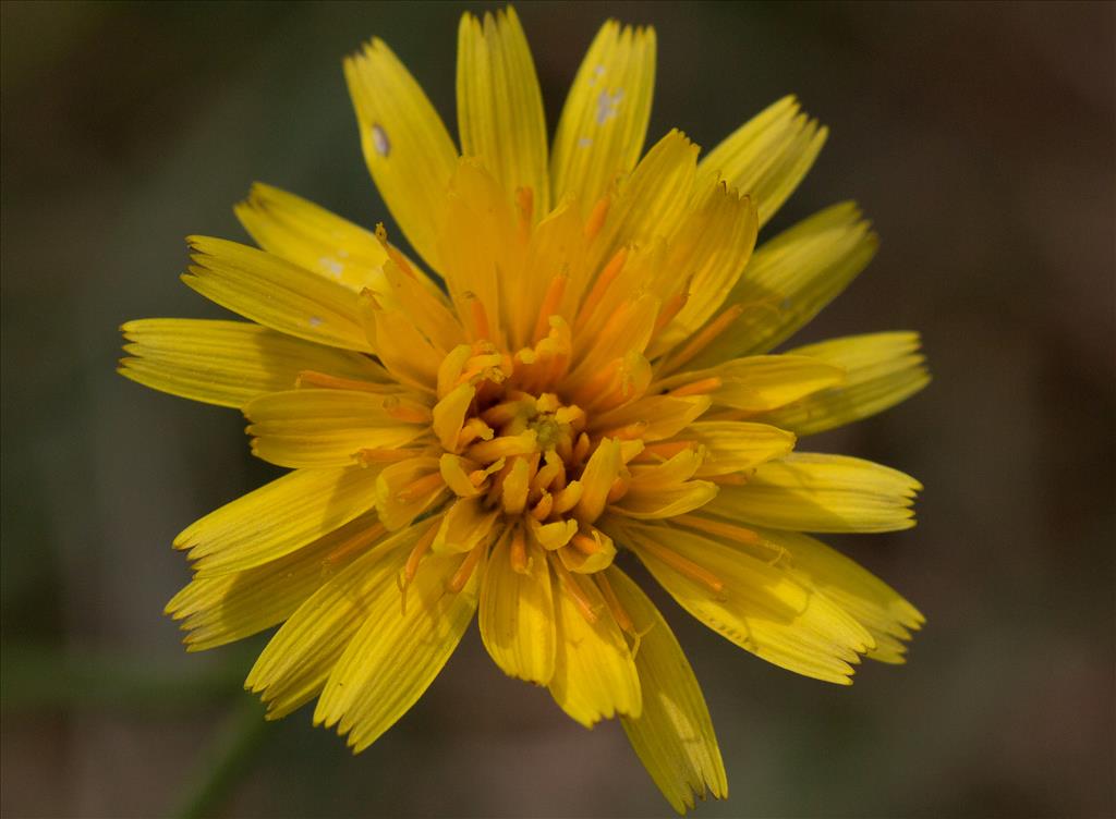 Scorzoneroides autumnalis (door Mark Uittenbogerd)