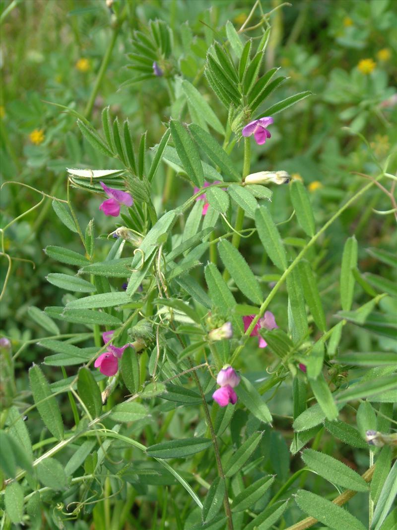 Vicia sativa subsp. segetalis (door Adrie van Heerden)