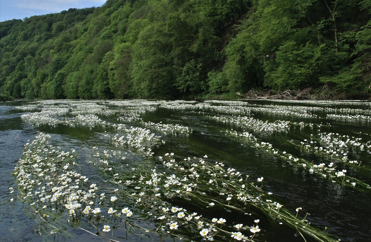 Ranunculus fluitans (door Jelle Hofstra)