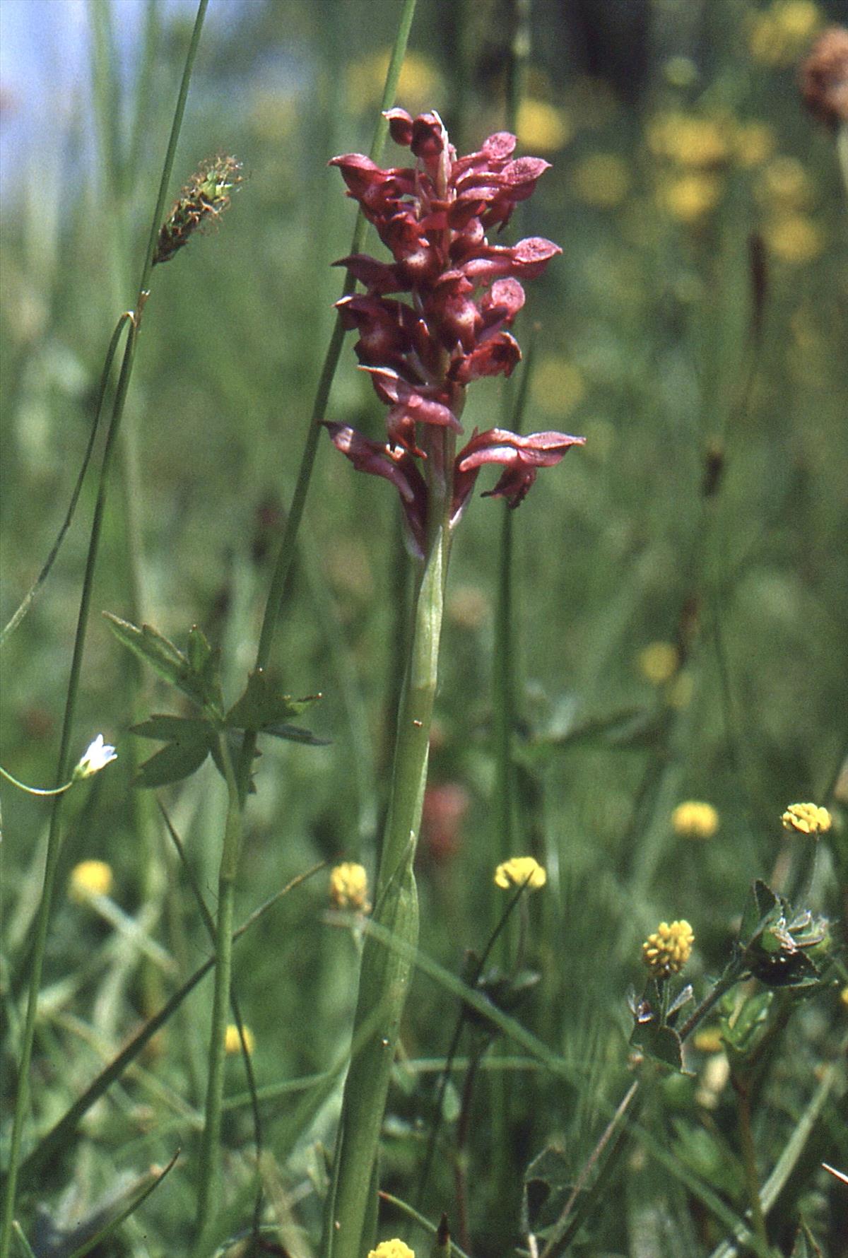 Anacamptis coriophora (door Jelle Hofstra)