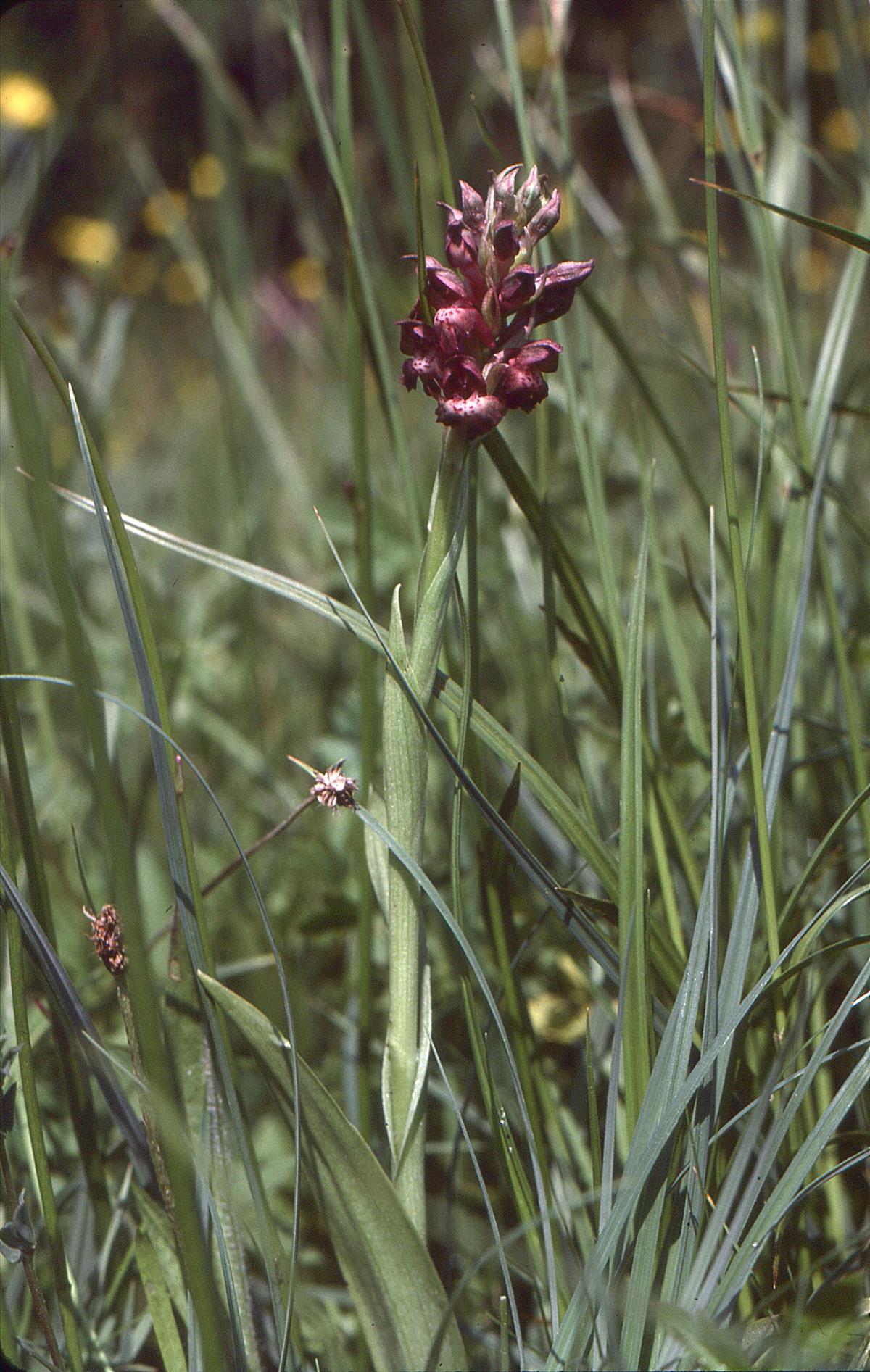 Anacamptis coriophora (door Jelle Hofstra)