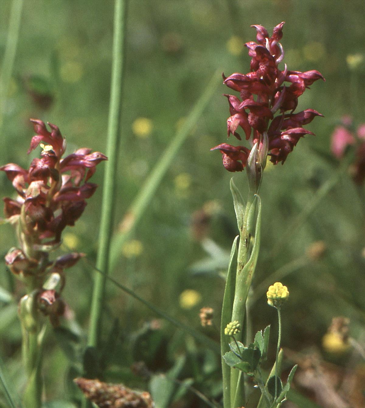 Anacamptis coriophora (door Jelle Hofstra)