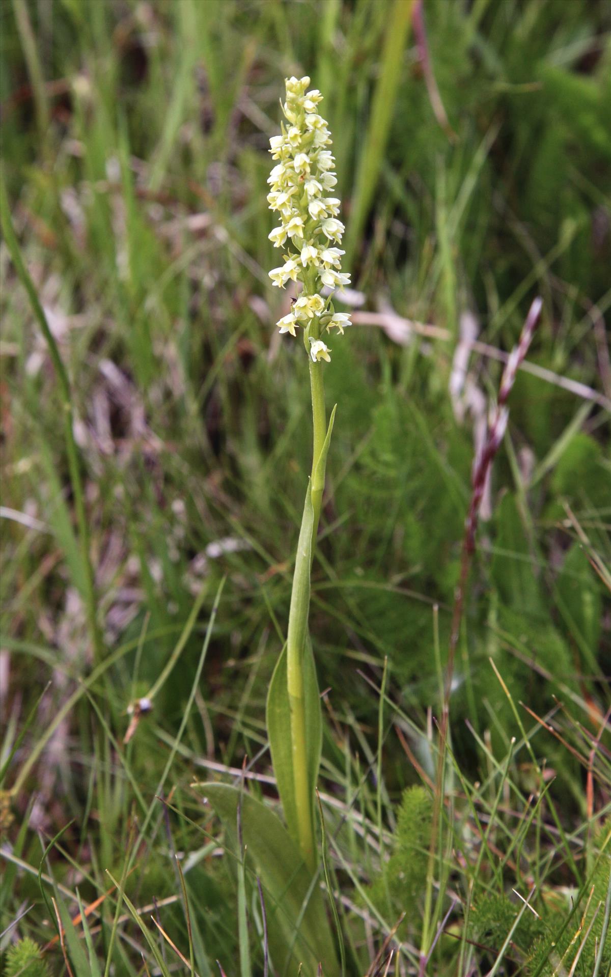 Pseudorchis albida (door Jelle Hofstra)