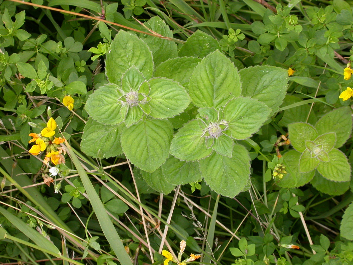 Mentha x rotundifolia (door Peter Meininger)