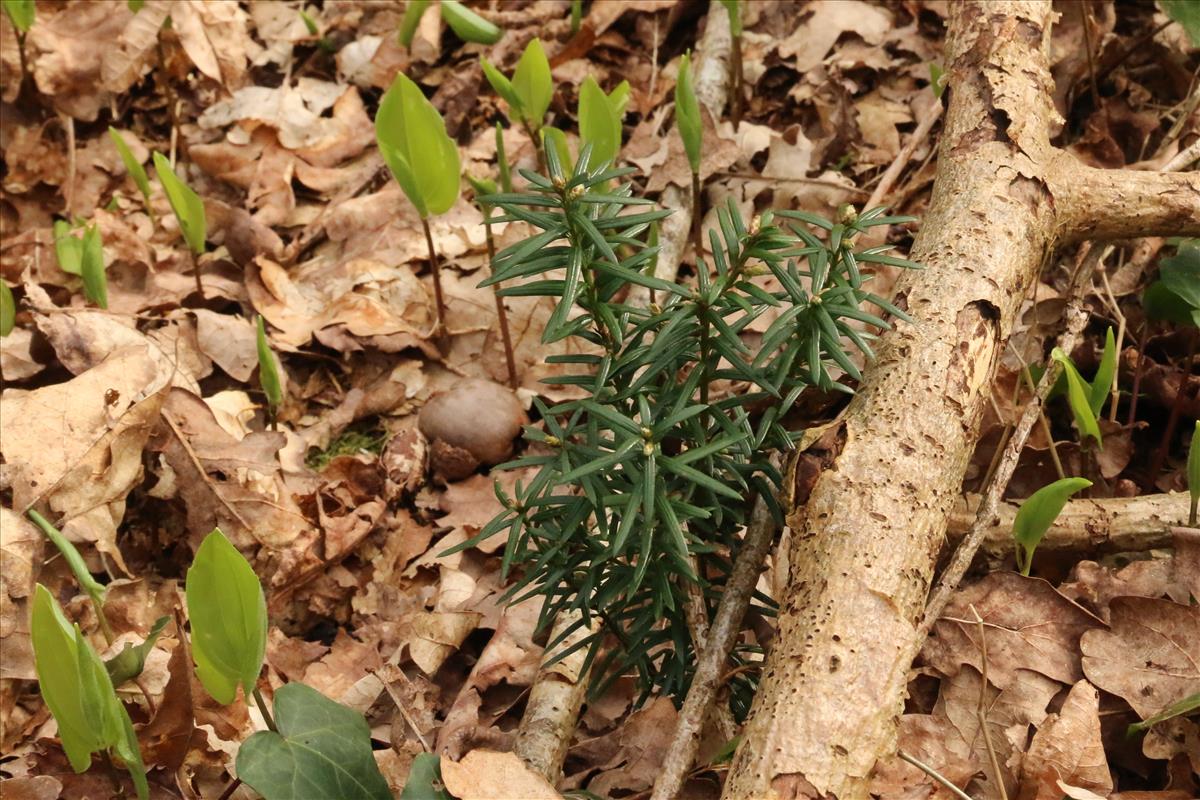 Taxus baccata (door Willem Braam)