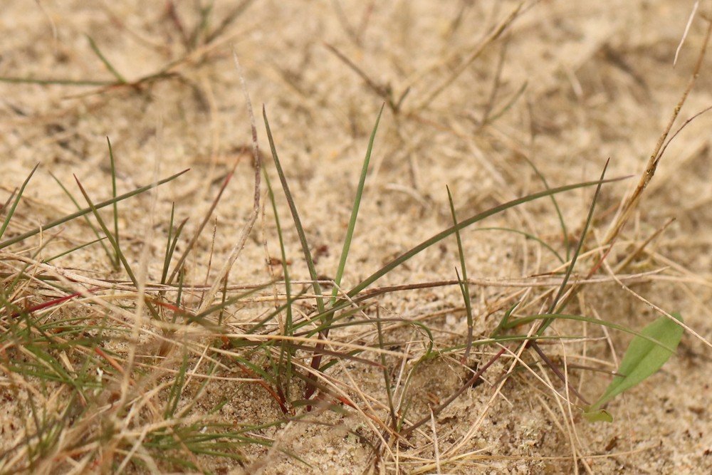 Agrostis vinealis (door Jaap Oosterom)