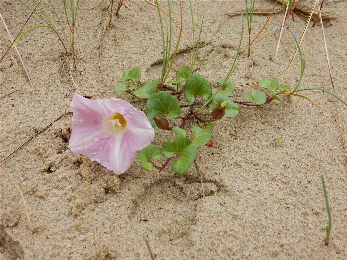 Convolvulus soldanella (door Peter Meininger)