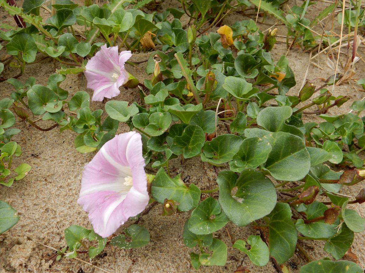 Convolvulus soldanella (door Peter Meininger)