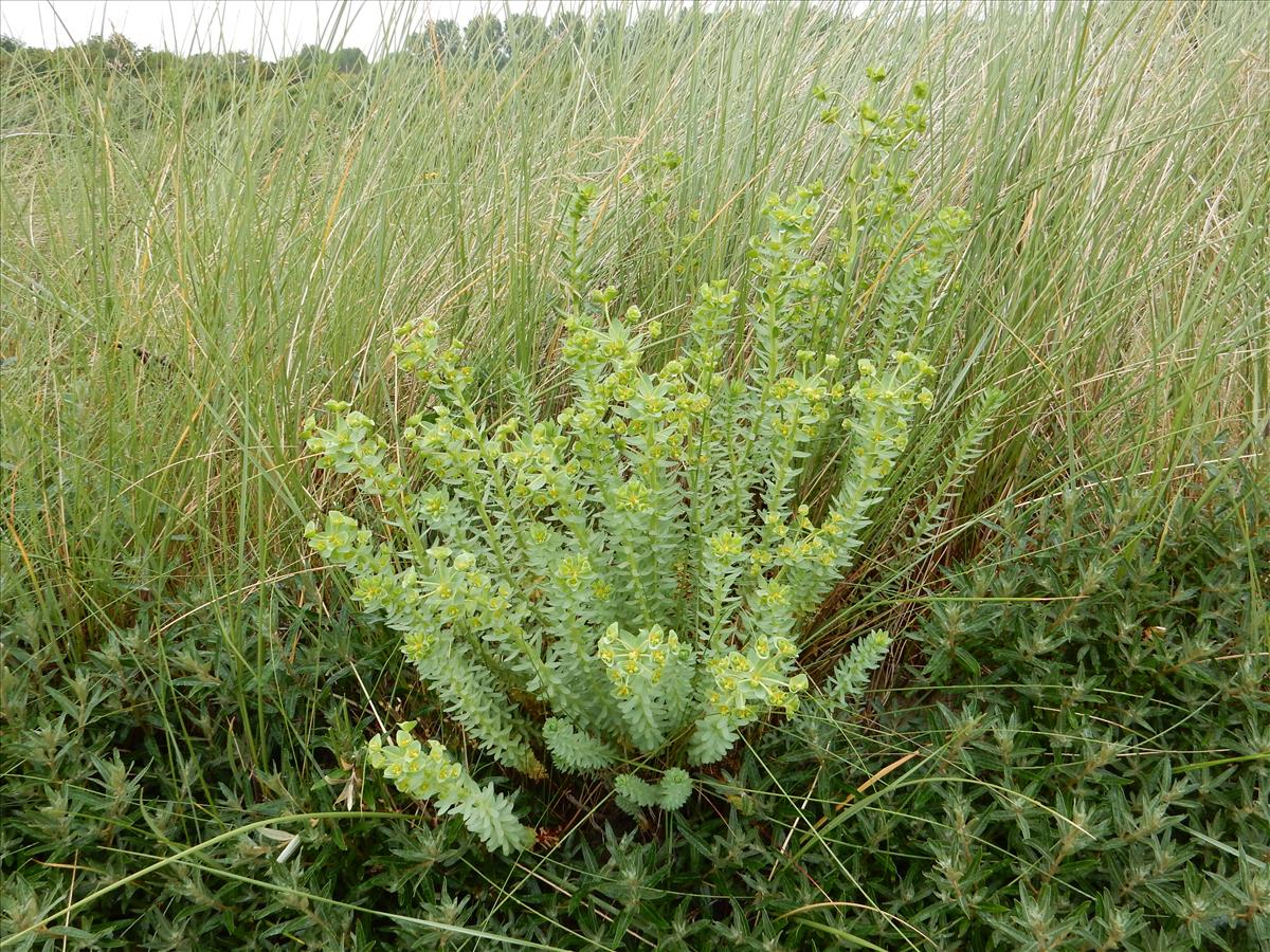 Euphorbia paralias (door Peter Meininger)