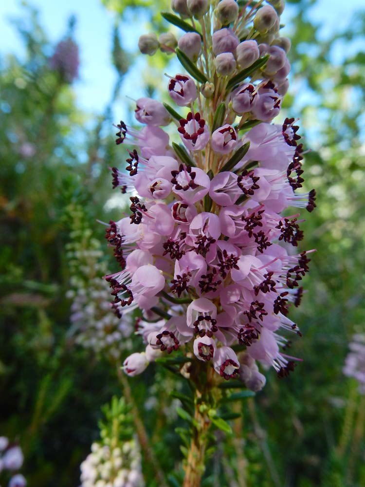 Erica vagans (door Saxifraga-Ed Stikvoort)