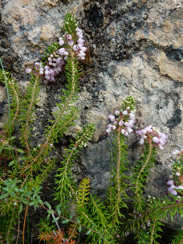 Erica vagans (door Saxifraga-Ed Stikvoort)