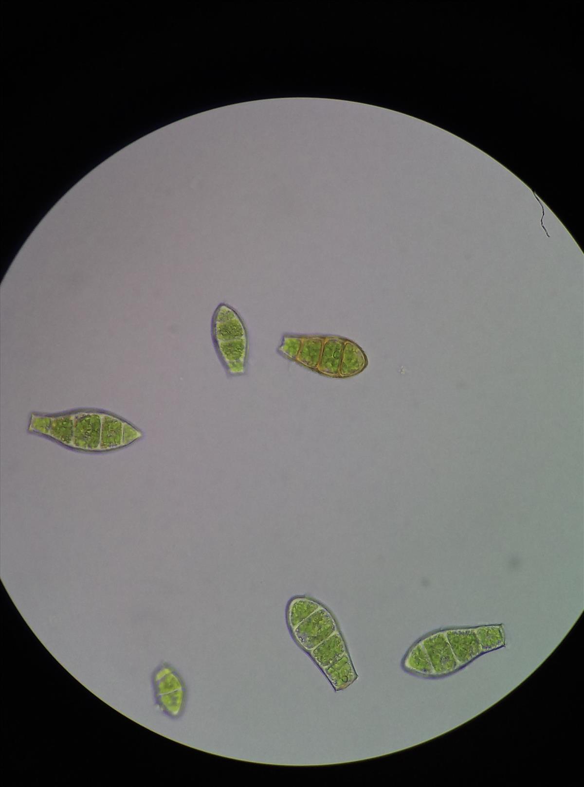 Zygodon rupestris (door Rens van der Knoop)