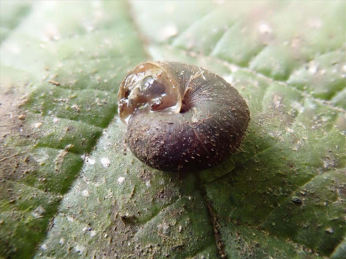 Pseudotrichia rubiginosa (door Adriaan Gmelig Meyling)