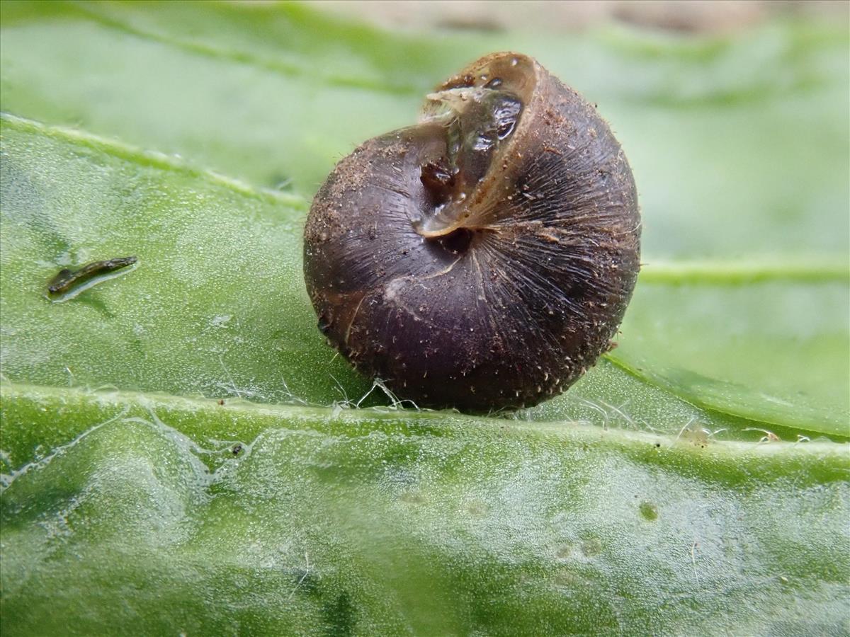 Pseudotrichia rubiginosa (door Adriaan Gmelig Meyling)