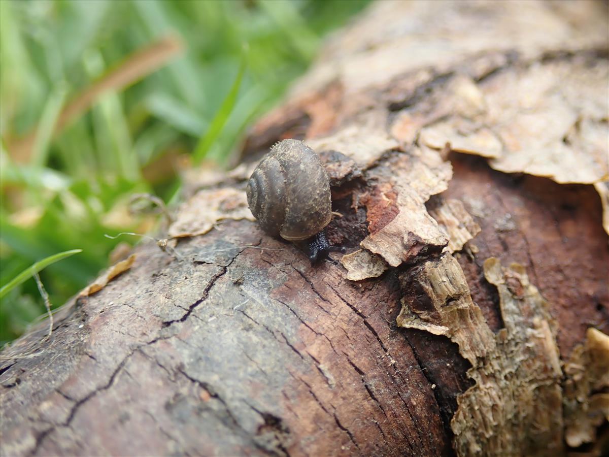 Pseudotrichia rubiginosa (door Adriaan Gmelig Meyling)