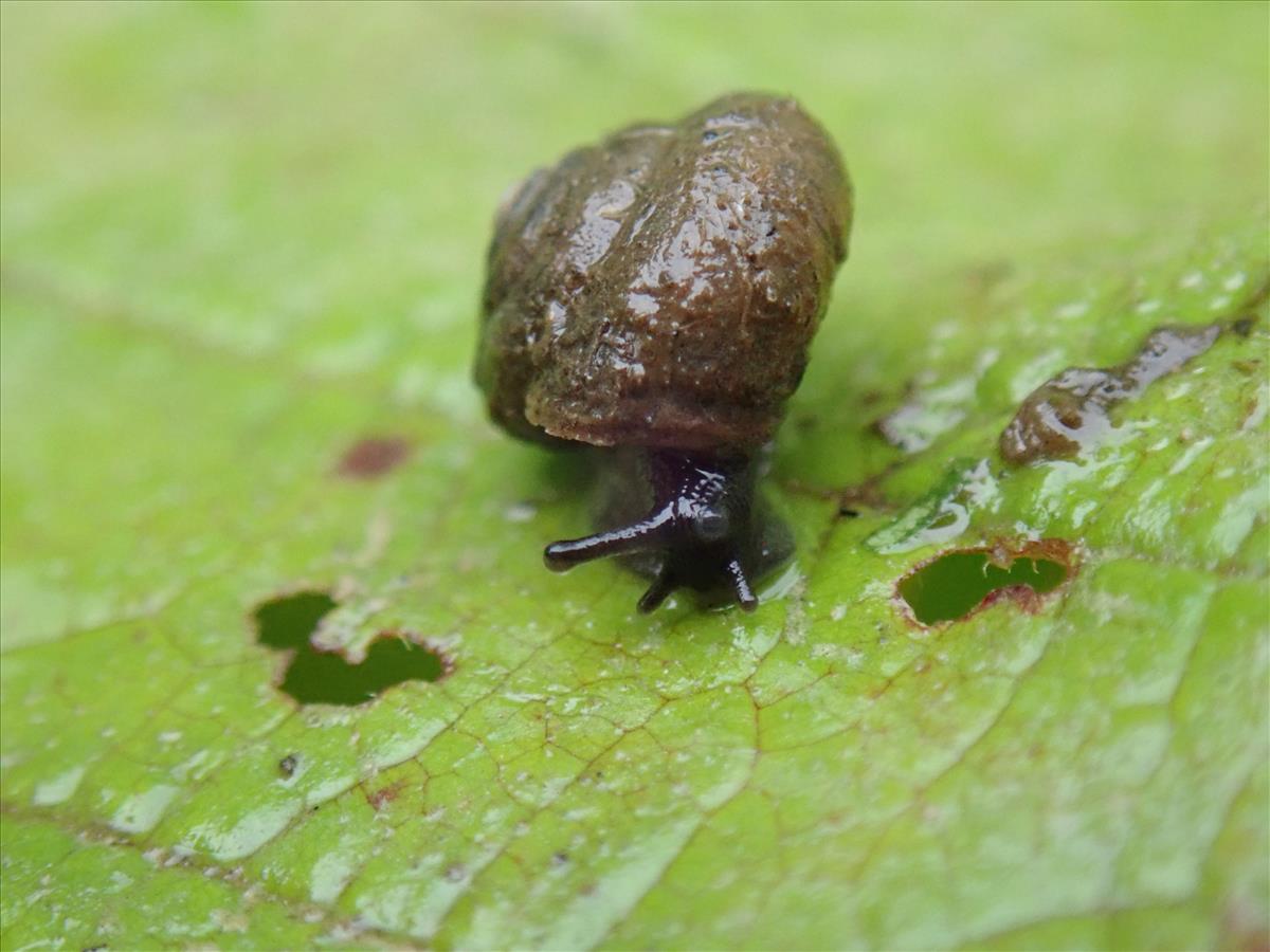 Pseudotrichia rubiginosa (door Adriaan Gmelig Meyling)