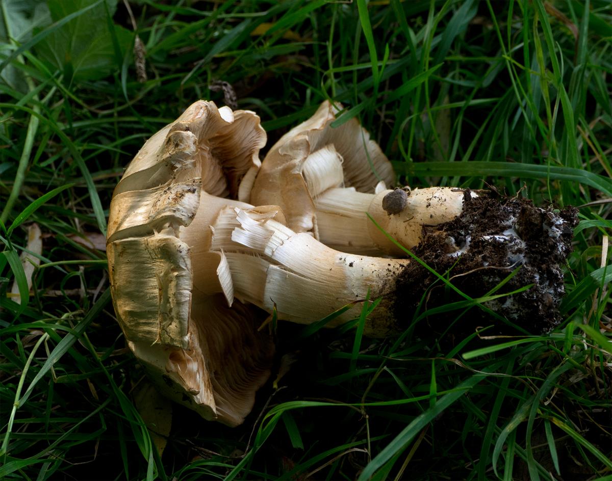 Cortinarius paracephalixus (door Yvonne Dijkman)