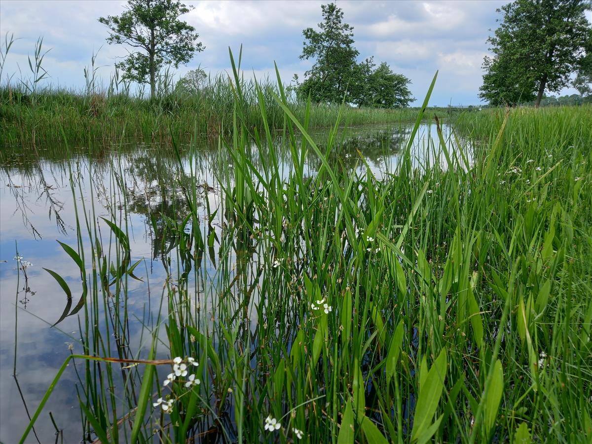 Sagittaria graminea (door Edwin Dijkhuis)