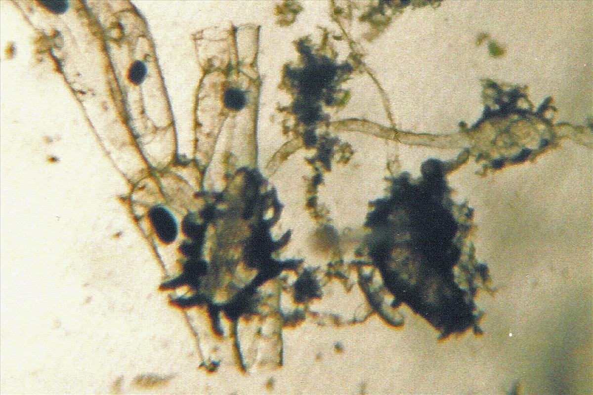 Arachnidium fibrosum (door Hans De Blauwe)