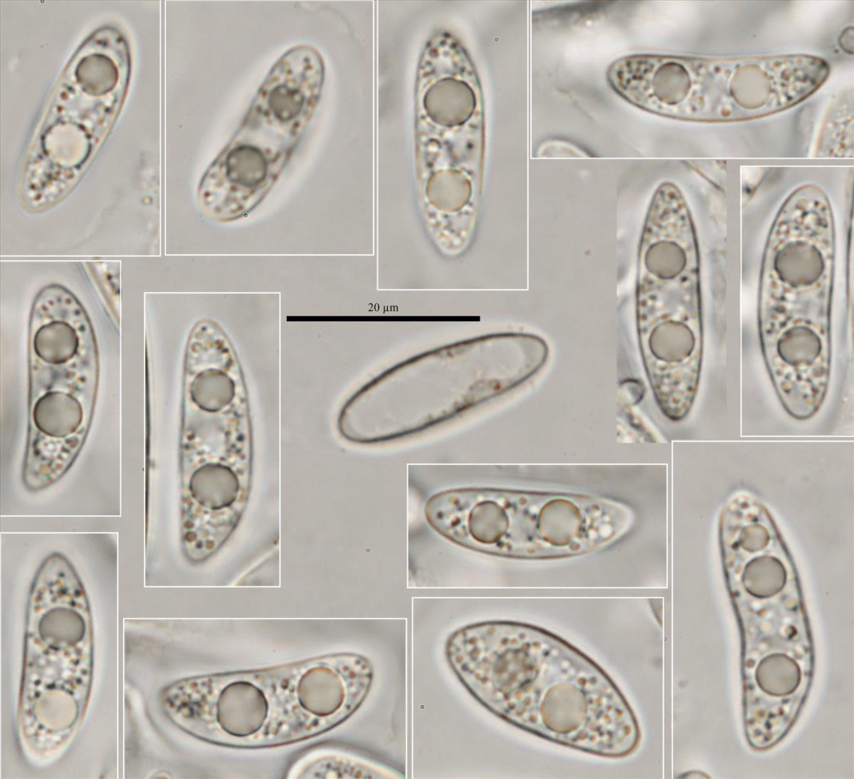 Allophylaria subliciformis (door Laurens van der Linde)