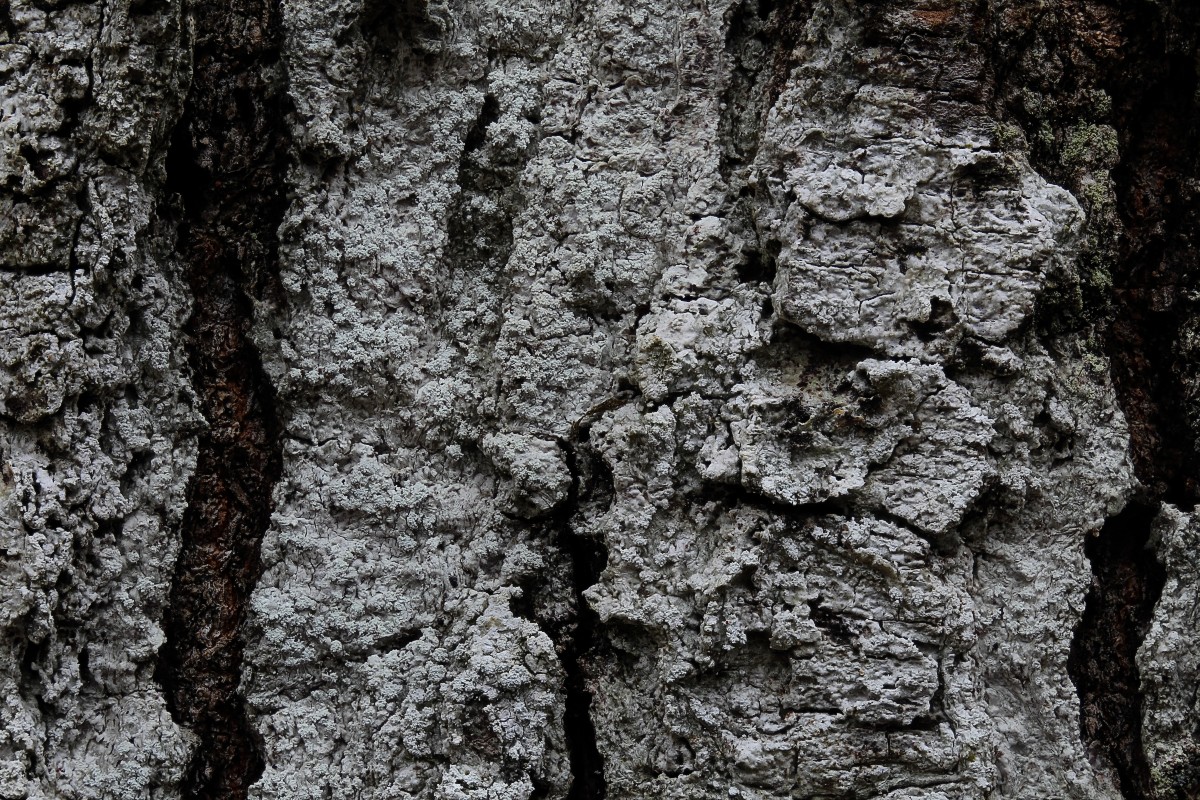 Pertusaria amara (door Arjan de Groot)