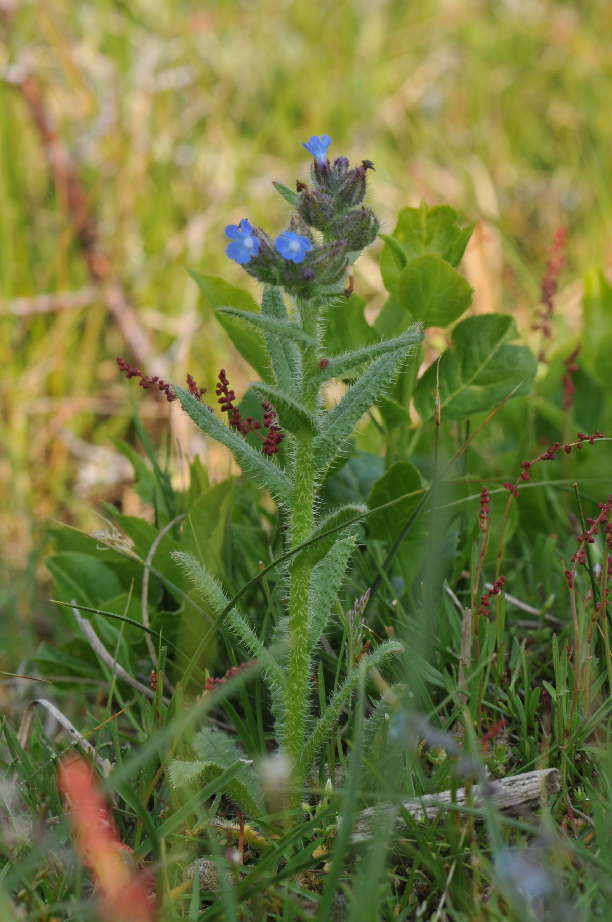 Anchusa arvensis (door Hans Toetenel)