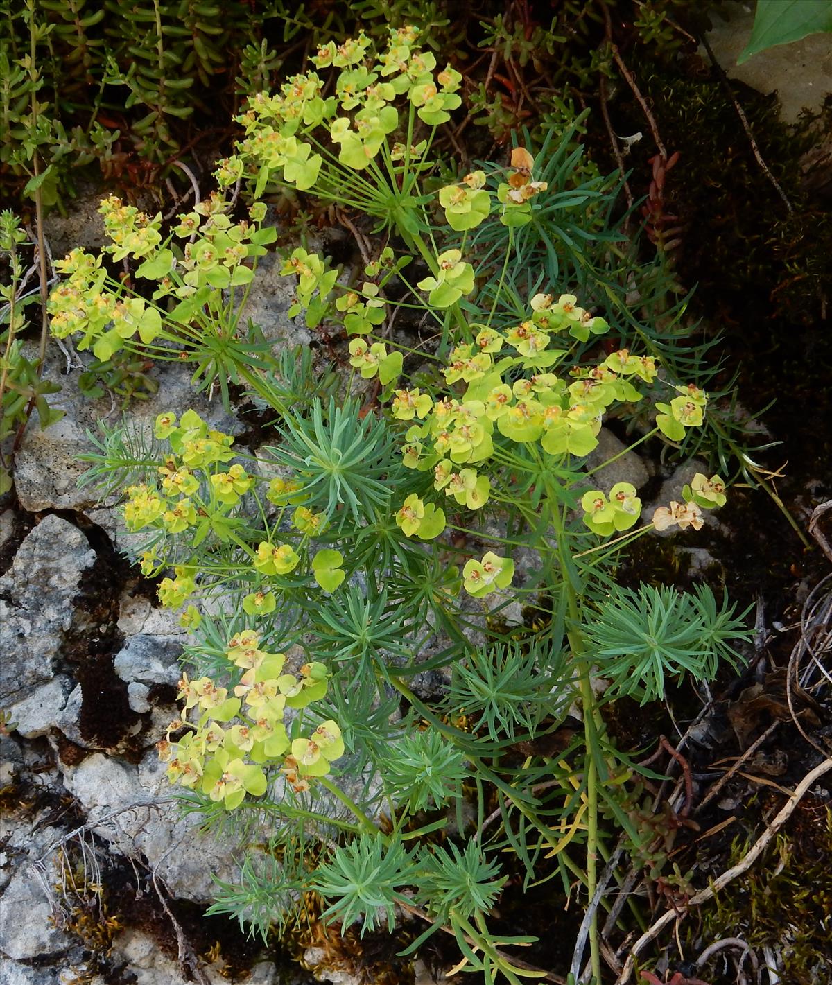 Euphorbia cyparissias (door Peter Meininger)