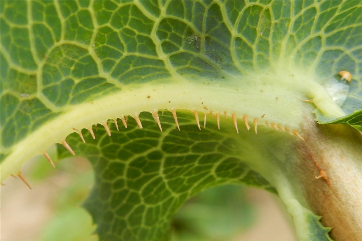 Lactuca serriola (door Peter Meininger)