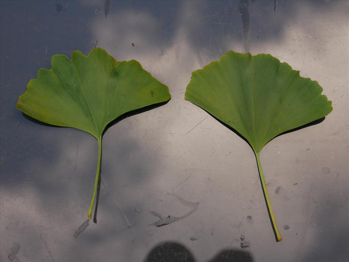 Ginkgo biloba (door Wim van der Neut)