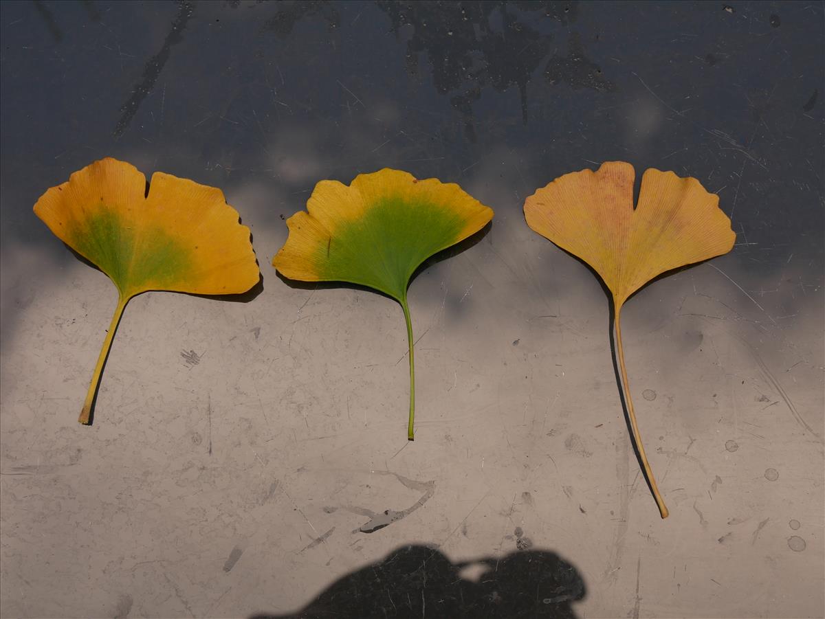 Ginkgo biloba (door Wim van der Neut)