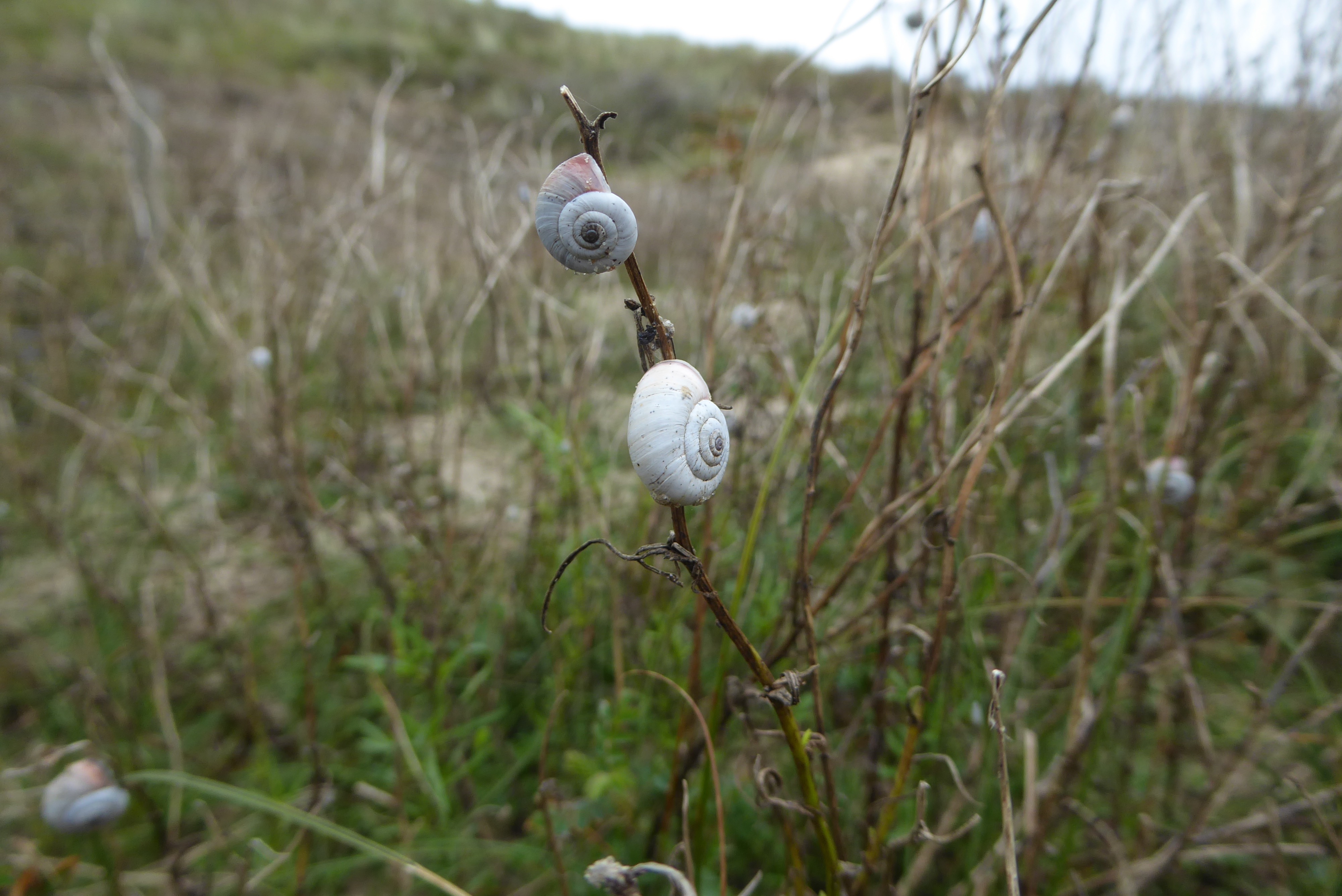 Cernuella virgata (door Koen van Zoest)