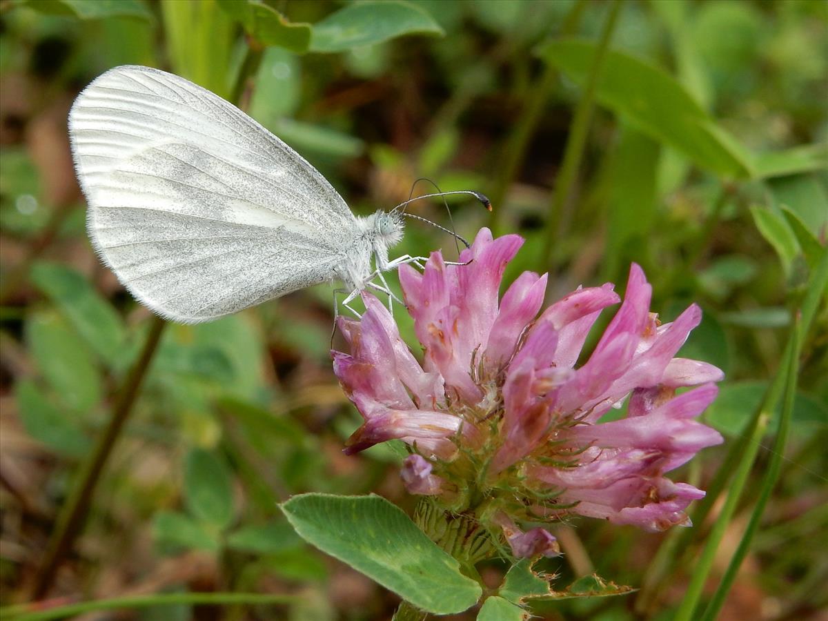 Leptidea sinapis (door Kars Veling)