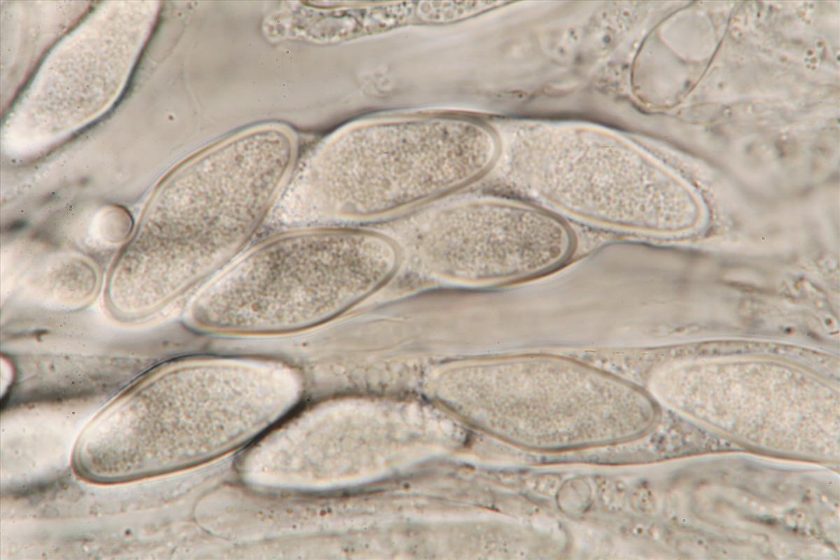 Botryosphaeria obtusa (door Laurens van der Linde)