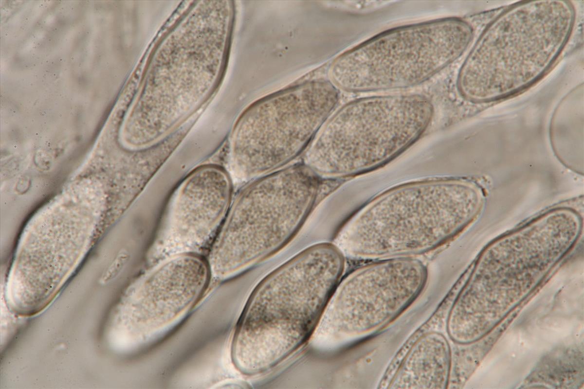 Botryosphaeria obtusa (door Laurens van der Linde)