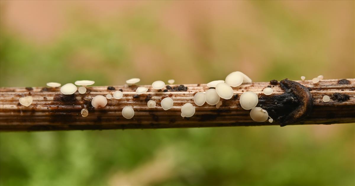 Calycina herbarum (door Laurens van der Linde)