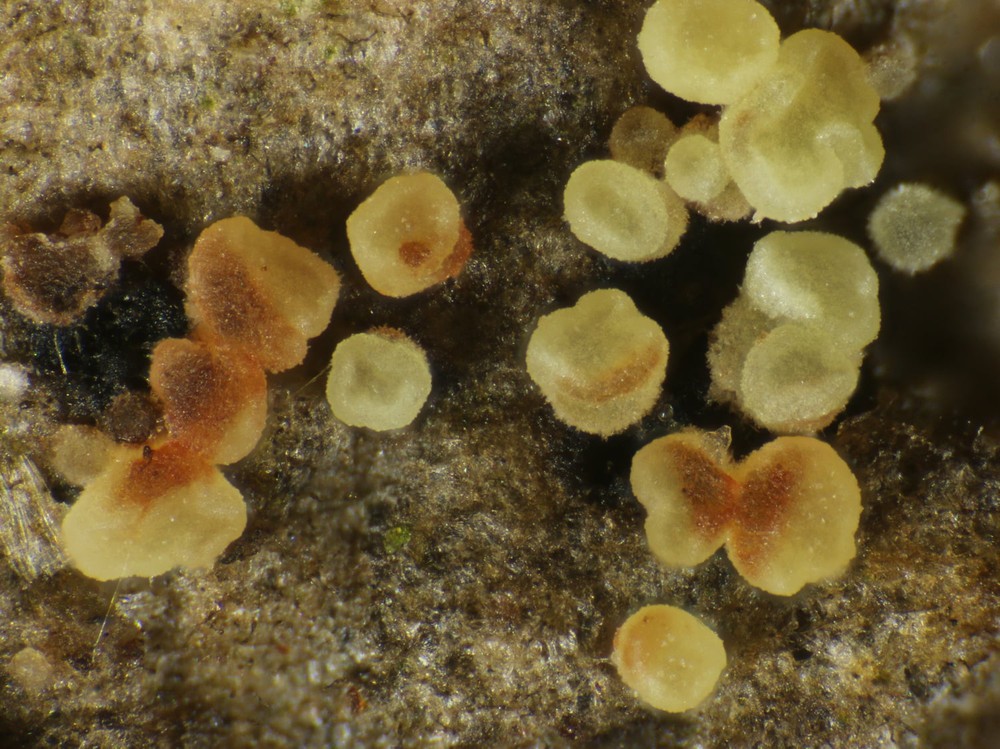 Calycina parilis (door Laurens van der Linde)