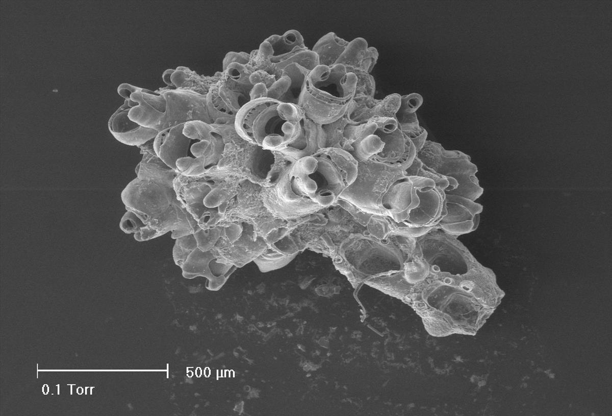 Celleporina decipiens (door Hans De Blauwe)