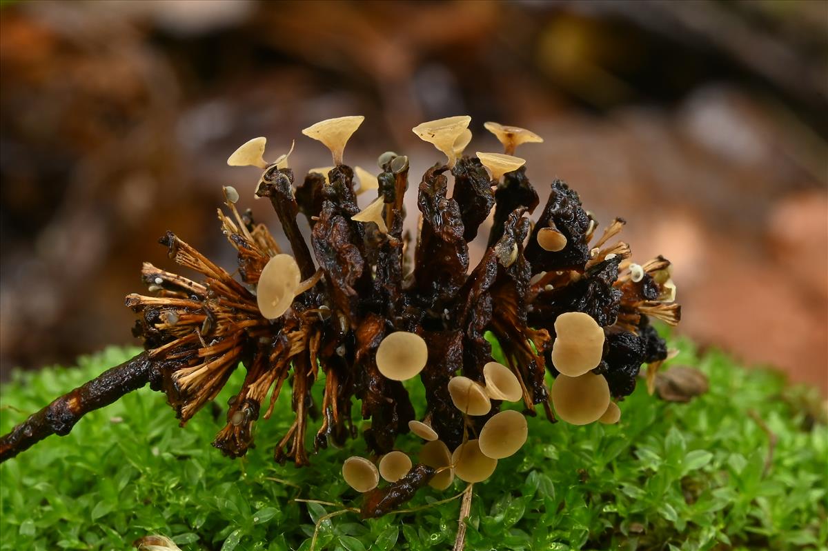 Ciboria viridifusca (door Laurens van der Linde)